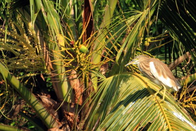 Indian Pond Heron, Kumarakom bird sanctuary. Kerala
