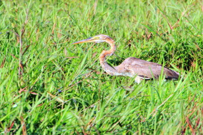 Heron, Kumarakom bird sanctuary. Kerala
