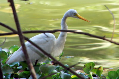 Egret, Kumarakom bird sanctuary. Kerala