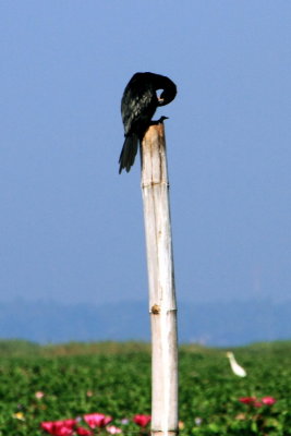 Little Cormorant, Kumarakom bird sanctuary. Kerala