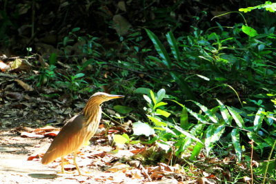 Indian Pond Heron, Kumarakom bird sanctuary. Kerala