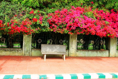 Bougainvillea, Bench, Lalbagh Botanical Gardens, Bangalore