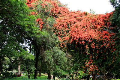 Bougainvillea, Lalbagh Botanical Gardens, Bangalore