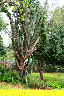 Cactus, Lalbagh Botanical Gardens, Bangalore