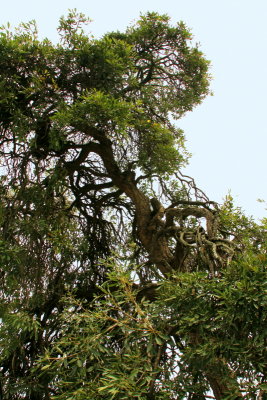Silver Trumpet Tree, planted in 1956 by Pandit Jawaharlal Nehru, Lalbagh Botanical Gardens, Bangalore