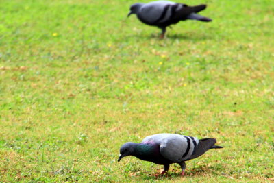 Pigeon colony, Lalbagh Botanical Gardens, Bangalore