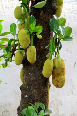 Jackfruit tree, Bangalore