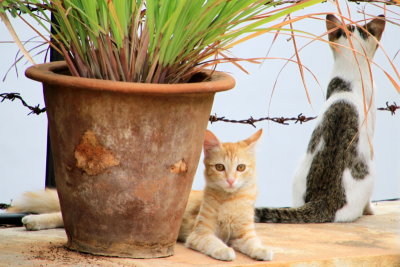 Bangalore cats