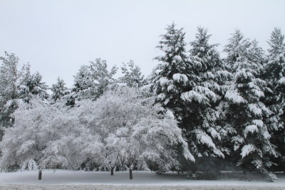 Winter 2013, Palatine, IL
