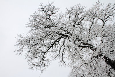 Winter 2013, Deer Grove Forest Preserve, Palatine, IL