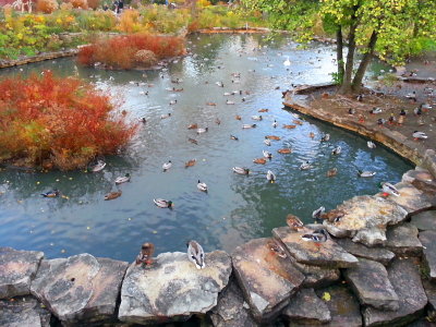 Lincoln Park Zoo, Chicago