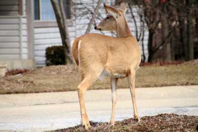 Deer, Wellington Park, Spring 2013, Palatine, IL
