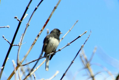 Dark-eyed Junco (Junco hyemalis hyemalis), Spring 2013, Palatine, IL