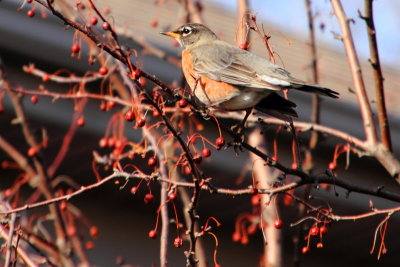 North American Robin (Turdus migratorius), Spring 2013, Palatine, IL