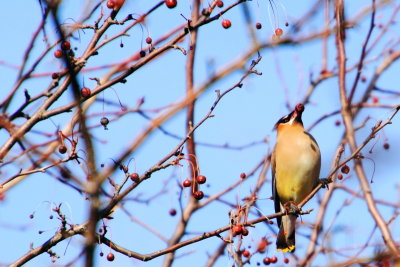 Cedar Waxwing (Bombycilla cedrorum), Spring 2013, Palatine, IL