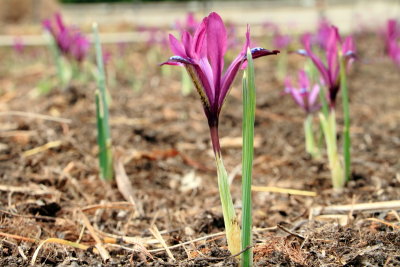 Iris, Spring from the earth, Photo Walk April 2013, Chicago Botanic Garden