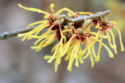 Primevera Witch Hazel, Photo Walk April 2013, Chicago Botanic Garden