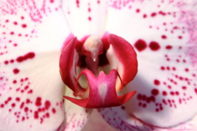 Orchid, Illinois Orchid Society Show and Sale, Chicago Botanic Garden