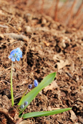 Lily, Stilleto Hosta, Spring from the earth, Photo Walk April 2013, Chicago Botanic Garden