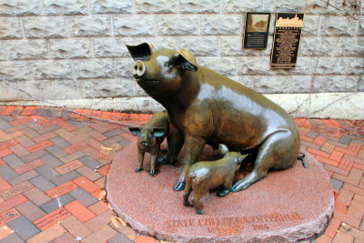Pigs, State College, Penn State University
