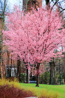 Cherry Blossoms, Penn State University
