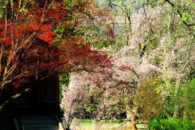 Cherry Blossoms, Annapolis, Maryland