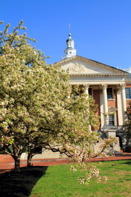 Cherry Blossoms, Maryland State House, Annapolis, Maryland