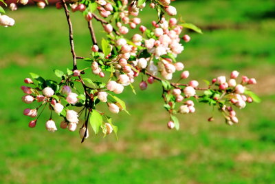 Cherry Blossoms, Annapolis, Maryland