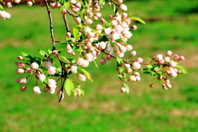 Cherry Blossoms,   Annapolis, Maryland