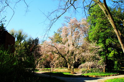 Cherry Blossoms,   Annapolis, Maryland