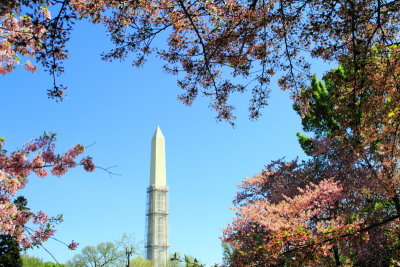 Washington Monument, Cherry Blossoms, Washington D.C.