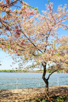 Cherry Blossoms, Washington D.C.