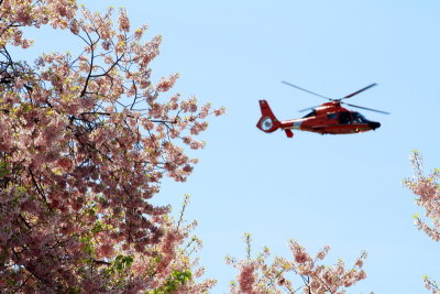 Cherry Blossoms, Coast Guard Helicopter, Washington D.C.