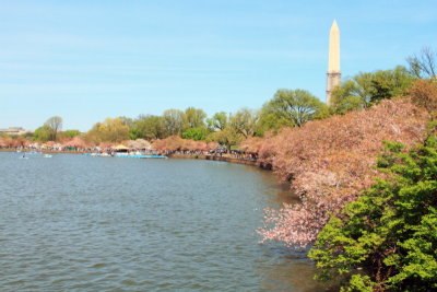 Washington Monument, Cherry Blossoms, Tidal Basin, Washington D.C.
