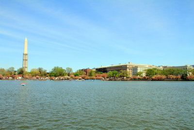 Washington Monument, Cherry Blossoms, Tidal Basin, Washington D.C.