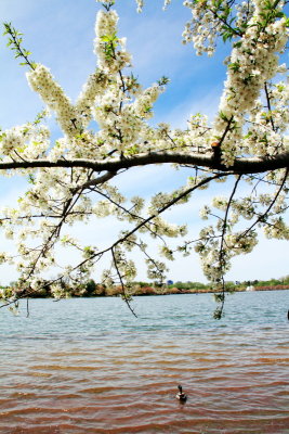 Cherry Blossoms, Tidal Basin, Washington D.C.