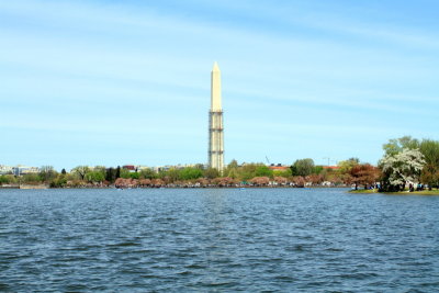 Washington Monument, Cherry Blossoms, Tidal Basin, Washington D.C.