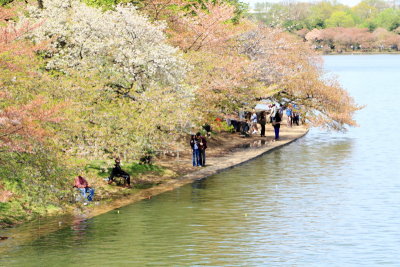 Cherry Blossoms, Tidal Basin, Washington D.C.