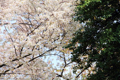 Cherry Blossoms, Tidal Basin, Washington D.C.