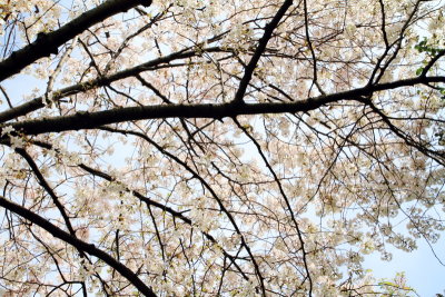 Cherry Blossoms, Tidal Basin, Washington D.C.