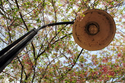 Cherry Blossoms, Tidal Basin, Lamp Post, Washington D.C.