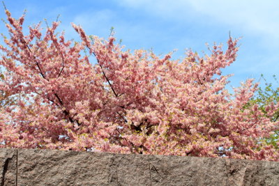 Cherry Blossoms, Tidal Basin, Washington D.C.