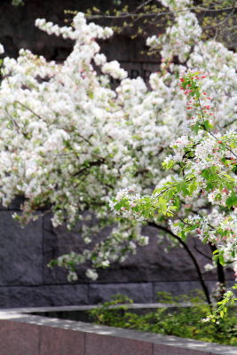Cherry Blossoms, Tidal Basin, Washington D.C.