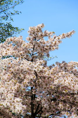 Cherry Blossoms, Washington D.C.