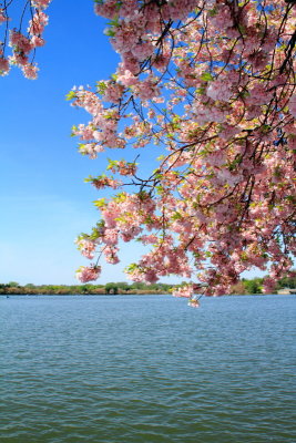 Cherry Blossoms, Washington D.C.