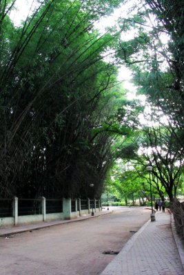 Bamboo Avenue - Cubbon Park, Bangalore