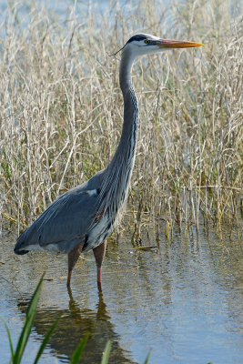 Heron-70-200-w1.4-TC