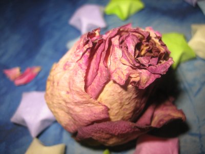 dried rose