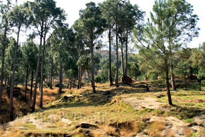 Forest near Sehrmandi