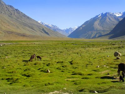 Fields on Shandur Pass, Northern Areas